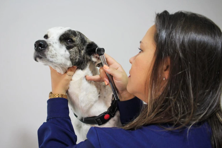 Foto 7:  — MedCani Clinica Veterinária